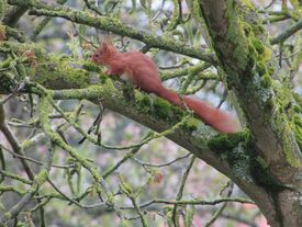 Ecureuil dans un arbre