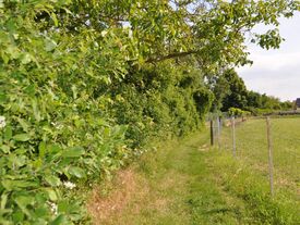 Chemin proche d'un champ