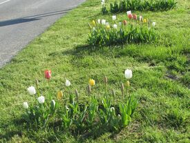 Fleurs plantés 