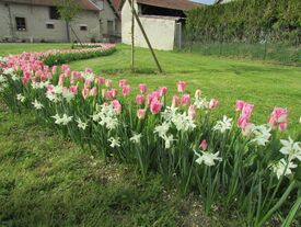 Fleurs plantés dans le village