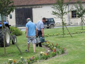 Arrosage des plantes